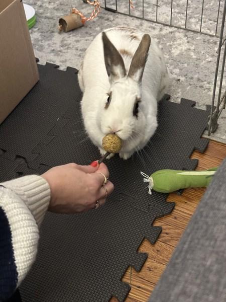 Matilda, Adoptable, Adult Female Bunny Rabbit.