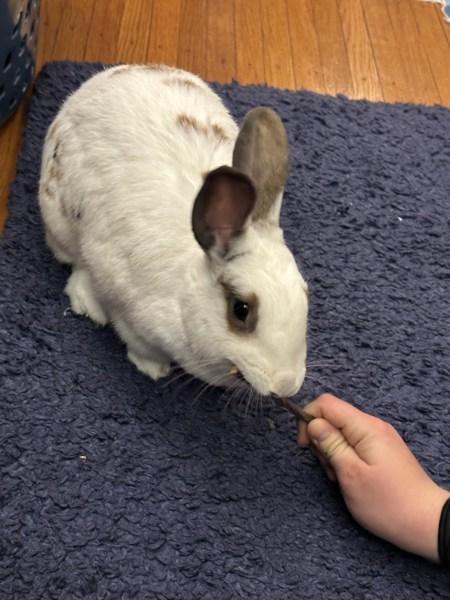 Enlarge Matilda, a Adoptable mixed breed in New York, NY image 2/6