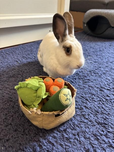 Enlarge Matilda, a Adoptable mixed breed in New York, NY image 3/6