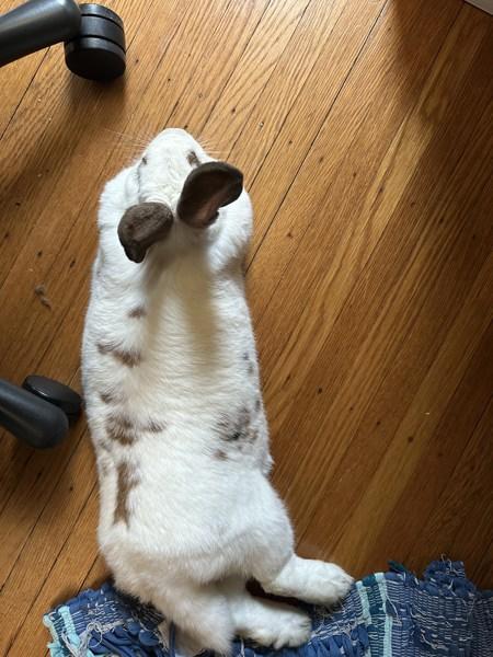 Enlarge Matilda, a Adoptable mixed breed in New York, NY image 4/6