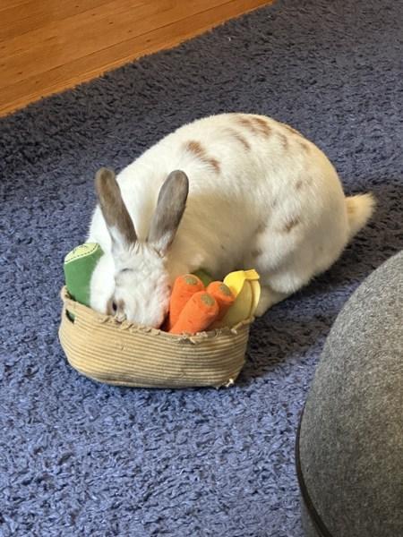 Enlarge Matilda, a Adoptable mixed breed in New York, NY image 6/6