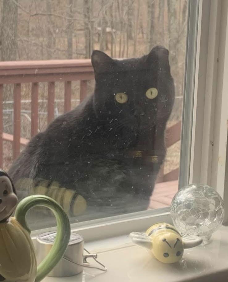 BARN CATS, Adoptable, Adult Female Domestic Short Hair.