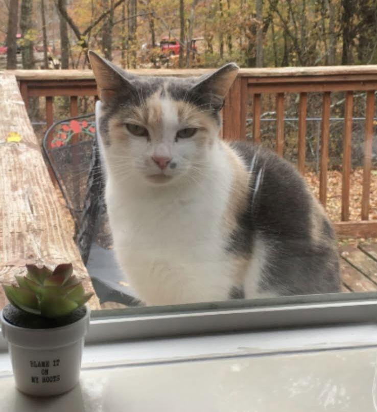 BARN CATS, a Adoptable Domestic Short Hair in Crossville, TN image 2/2