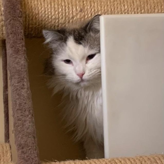 MayMay, ADOPTABLE, Adult Female Domestic Long Hair.