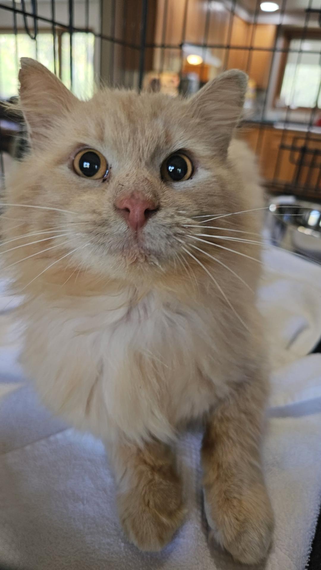 Enlarge Tango, an adopted Domestic Long Hair in Pardeeville, WI image 1/3