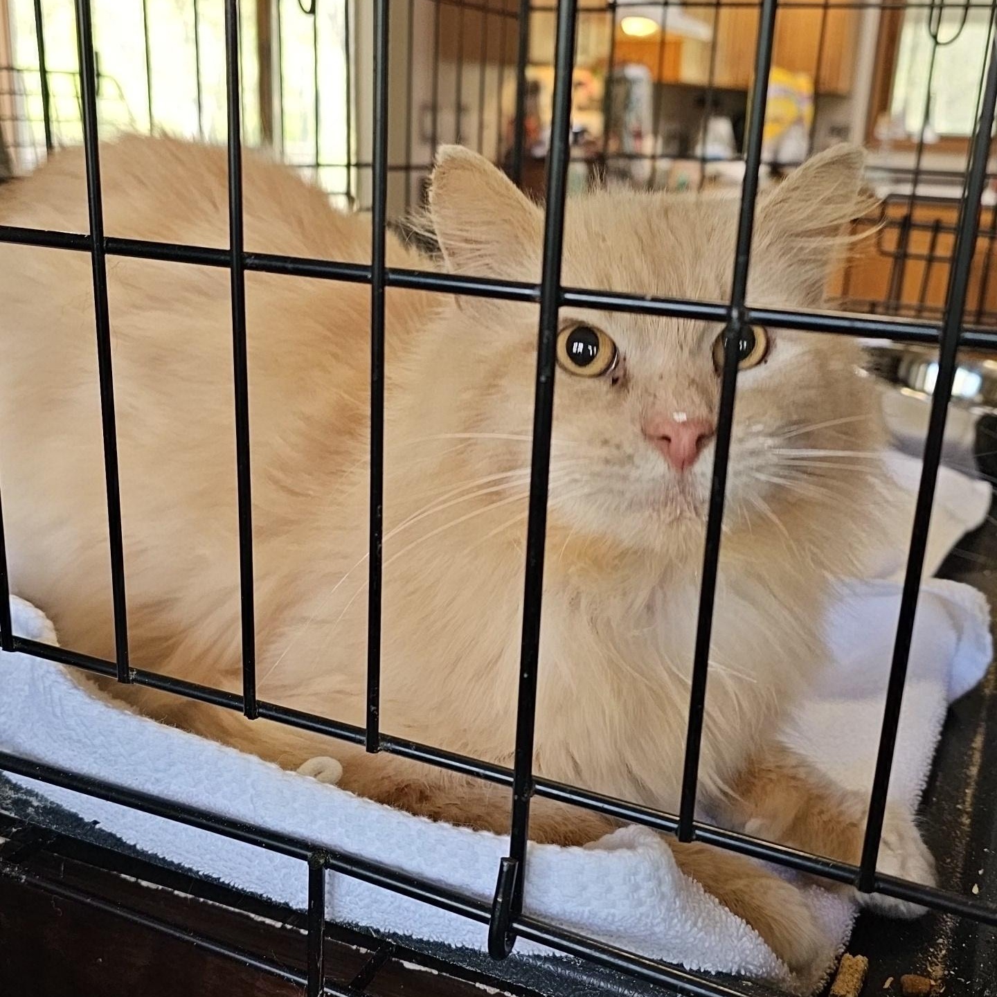 Enlarge Tango, an adopted Domestic Long Hair in Pardeeville, WI image 3/3