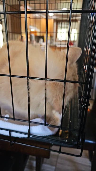 Enlarge Tango, an adopted Domestic Long Hair in Pardeeville, WI video 2/3