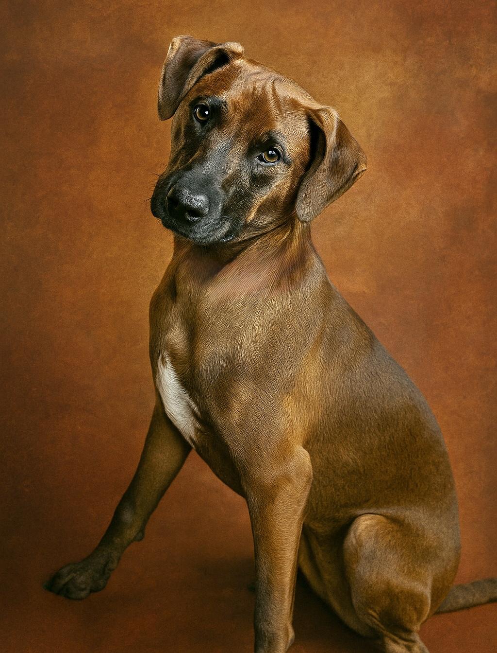 Marley, Adopted, Adult Male Mixed Breed.