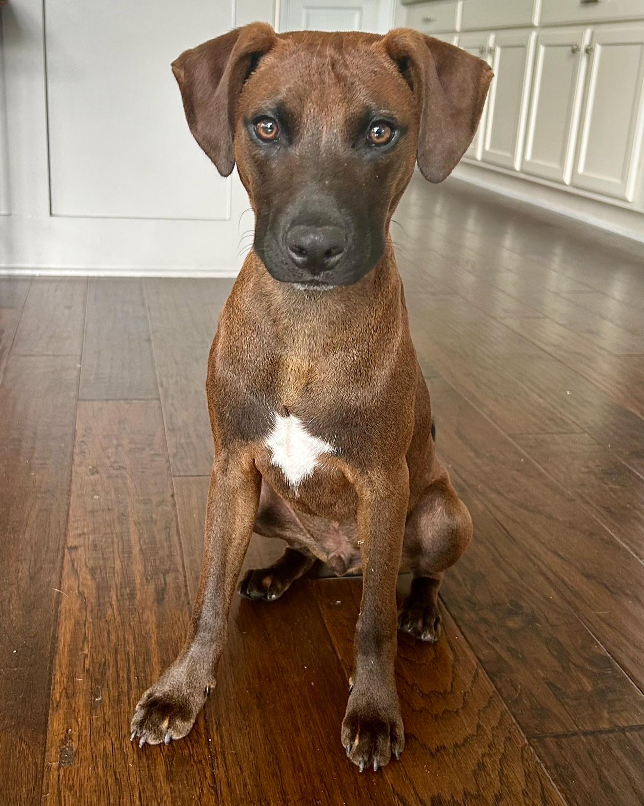 Marley, a Adopted Mixed Breed in Ridgeland, SC image 4/4