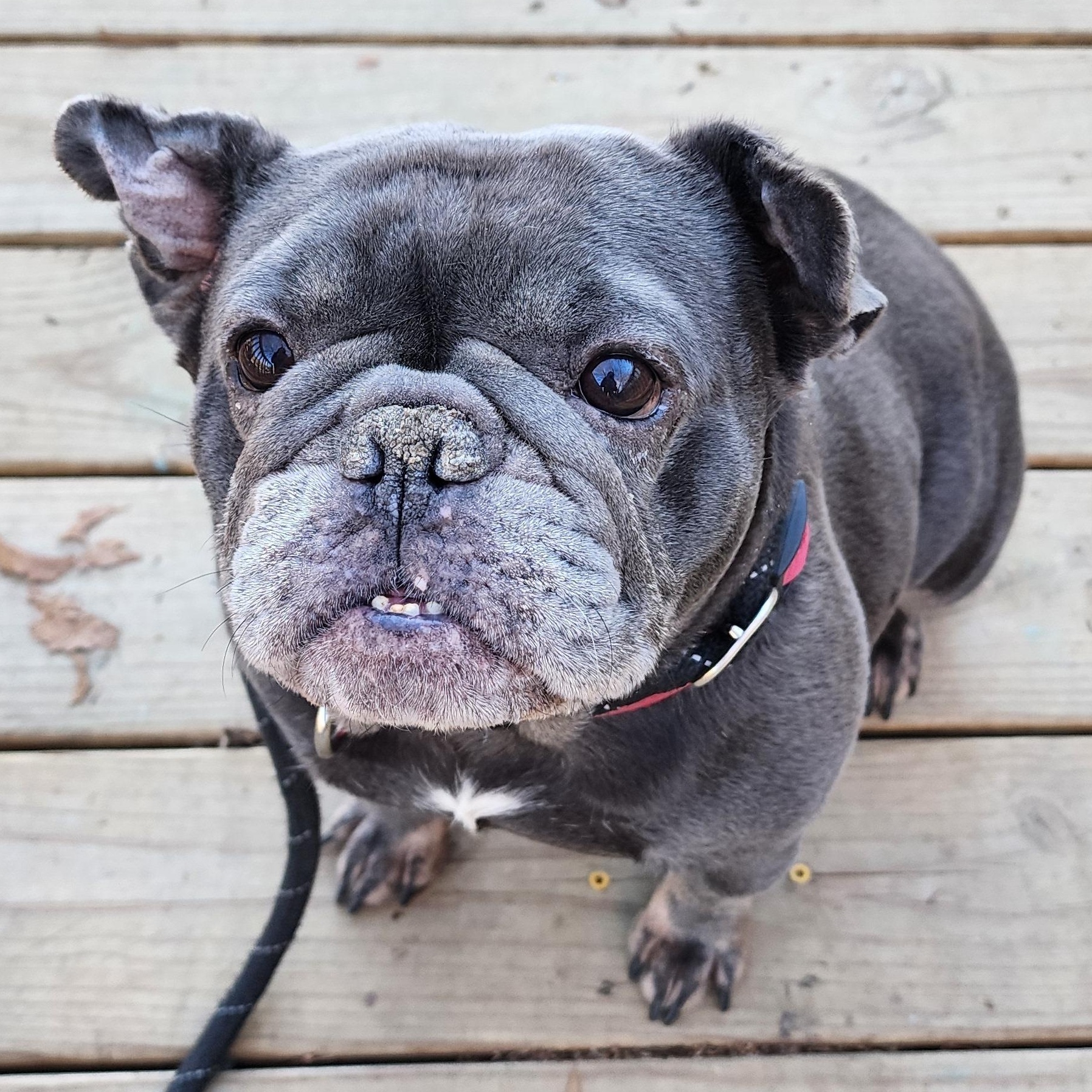 Enlarge Bubbles, a Adoptable mixed breed in Greensboro, NC image 3/4