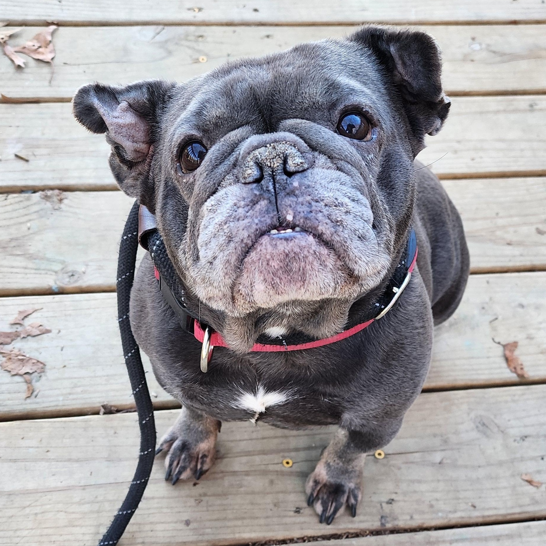 Bubbles, Adoptable, Adult Female French Bulldog & Mixed Breed.