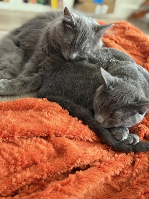 Mojo (5.5 months), Adoptable, Young Male Russian Blue & Domestic Long Hair.