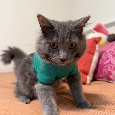 Enlarge Mojo (5.5 months), a Adoptable mixed breed in Los Angeles, CA image 2/6