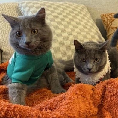 Enlarge Mojo (5.5 months), a Adoptable mixed breed in Los Angeles, CA image 3/6