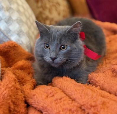 Enlarge Mojo (5.5 months), a Adoptable mixed breed in Los Angeles, CA image 4/6