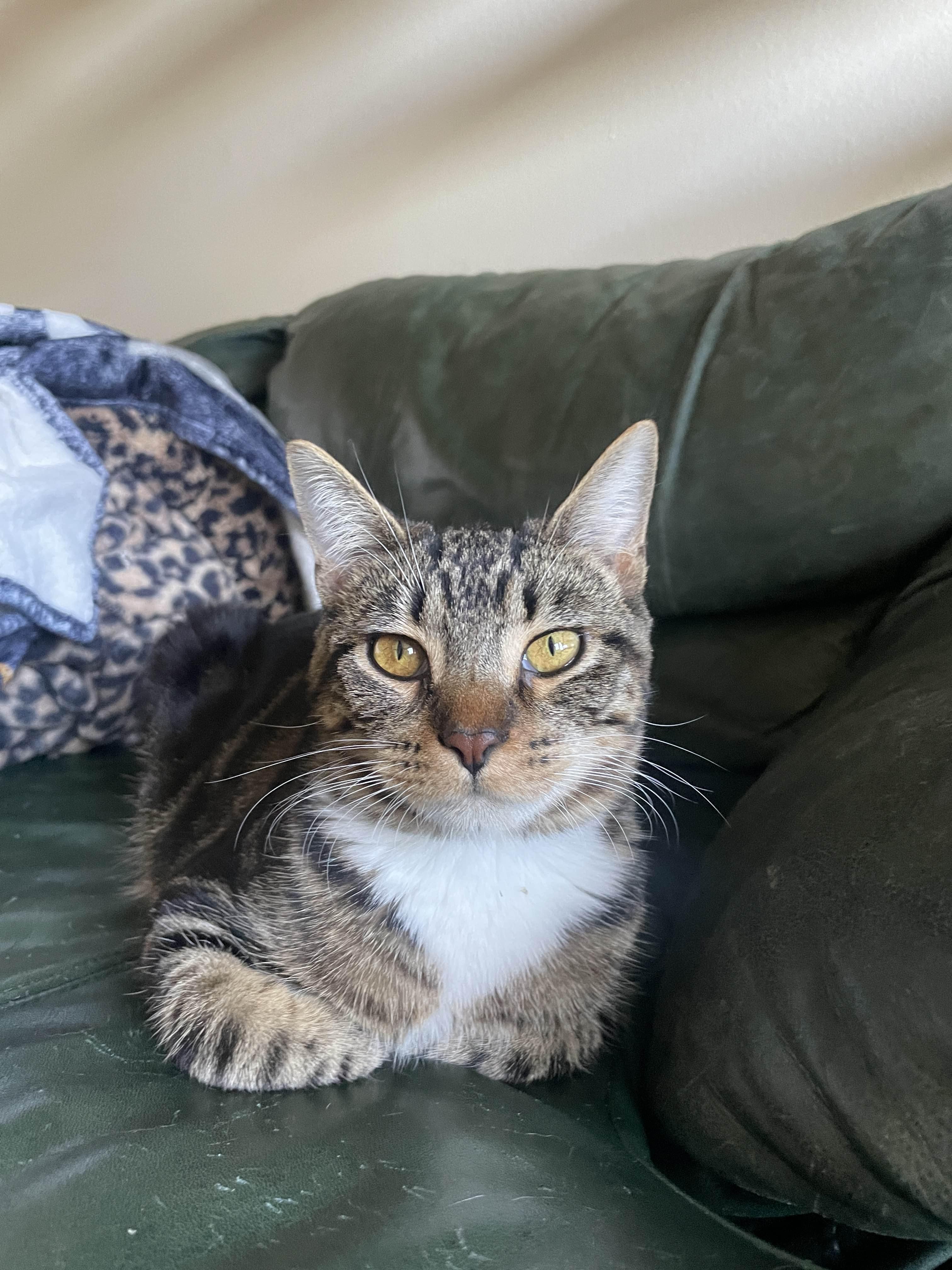 Turkey, adoptable, Young Female Domestic Short Hair.