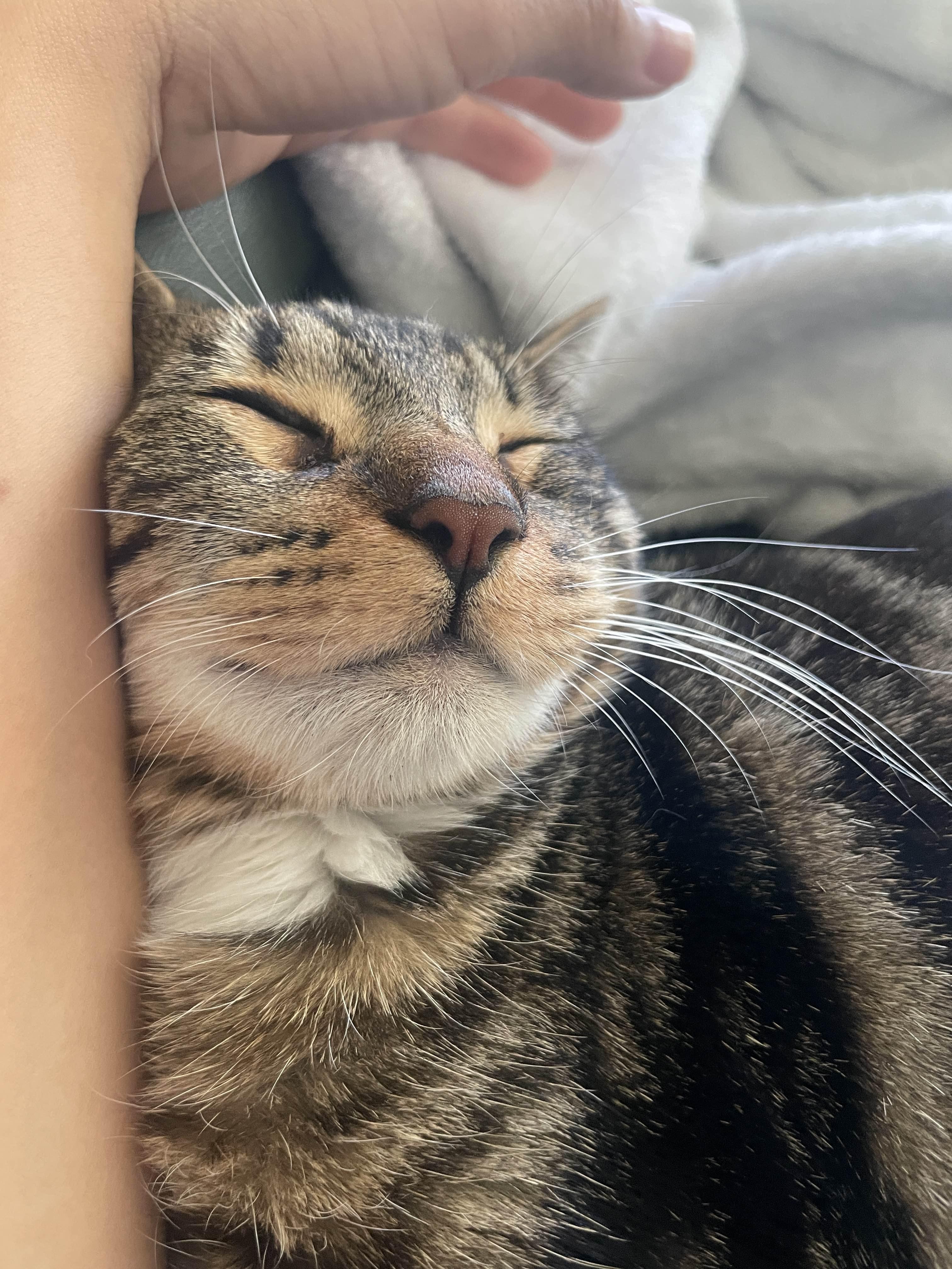 Enlarge Turkey, an adoption pending Domestic Short Hair in San Luis Obispo, CA image 2/4