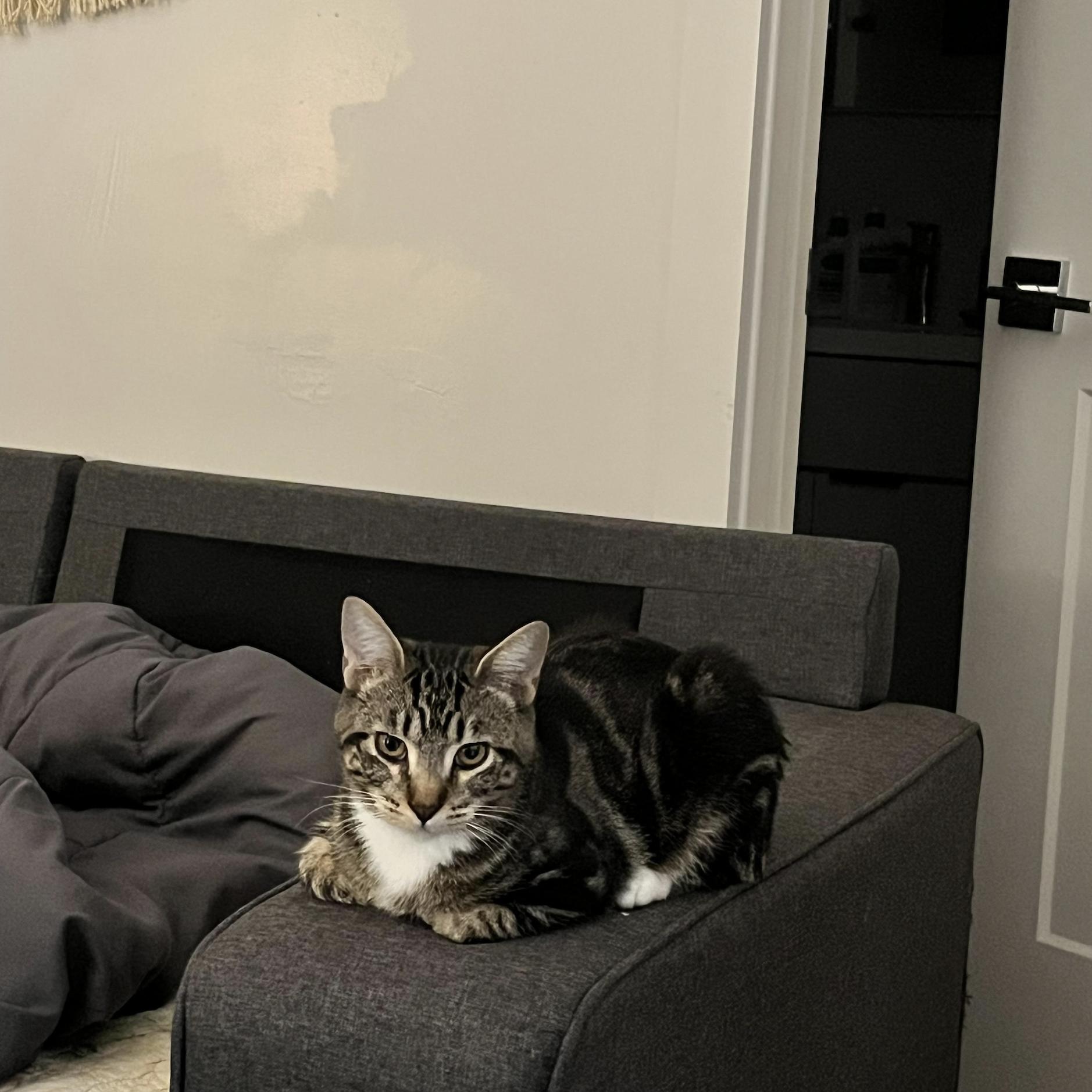 Turkey, adoptable, Young Female Domestic Short Hair.