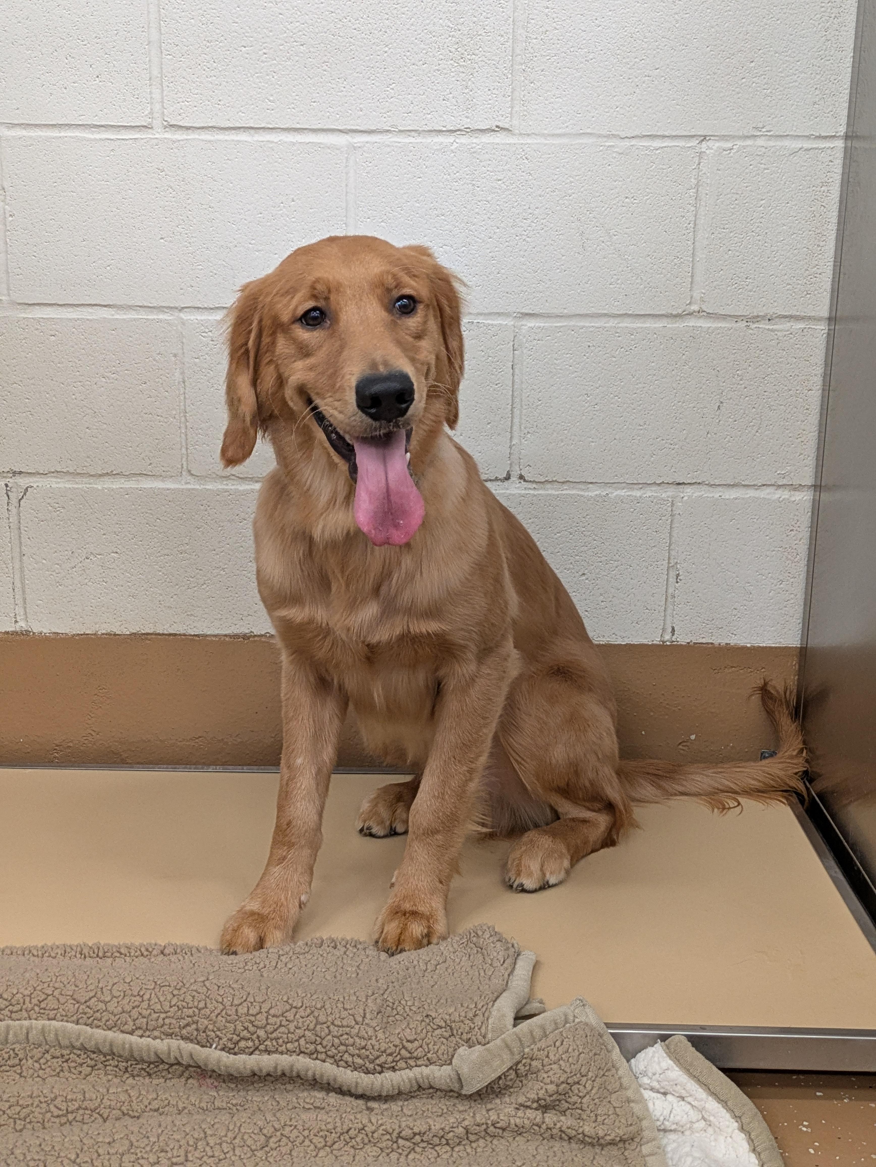 Nugget, adopted, Young Male Golden Retriever.