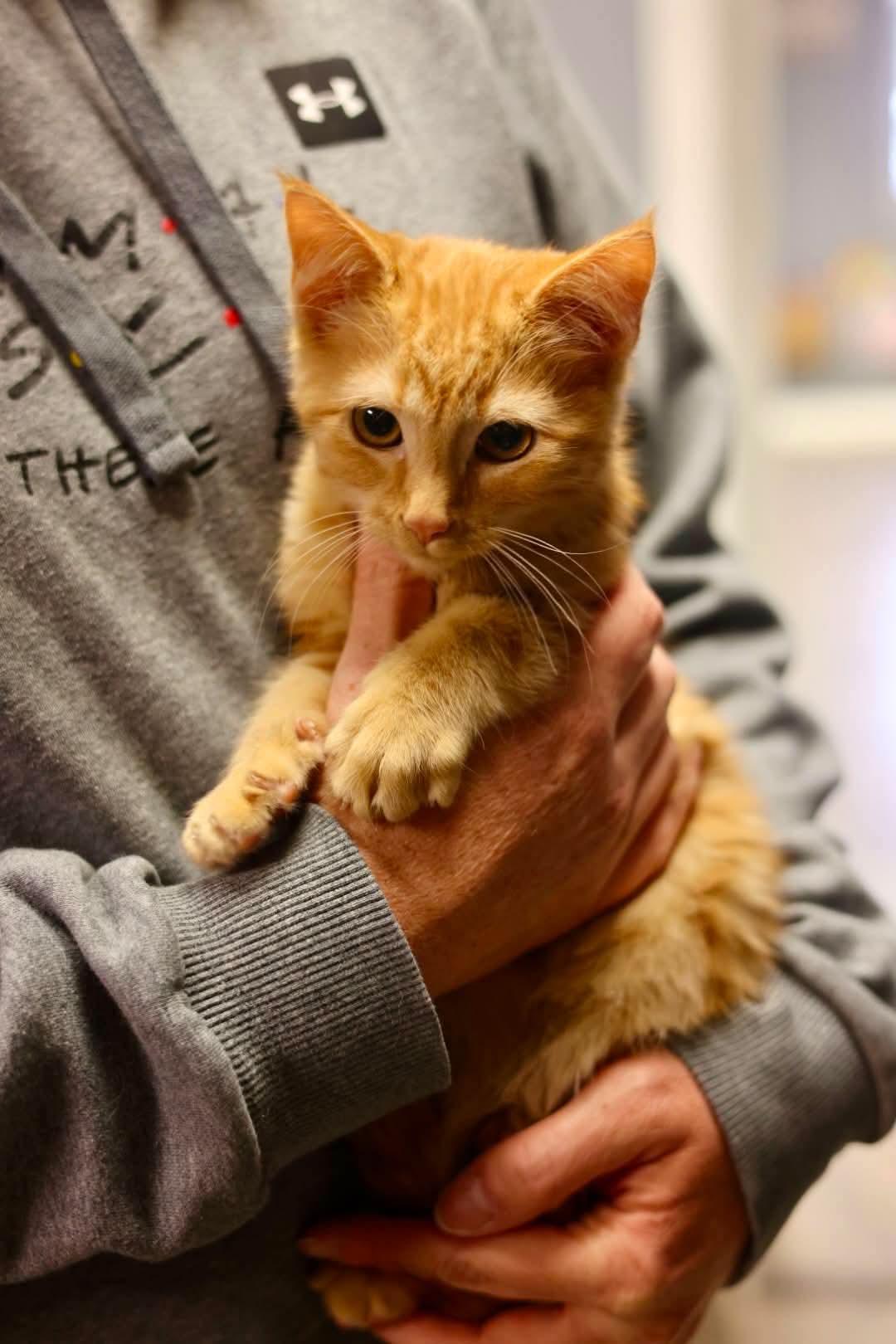 Wayne, Adoptable, Young Male Domestic Short Hair.