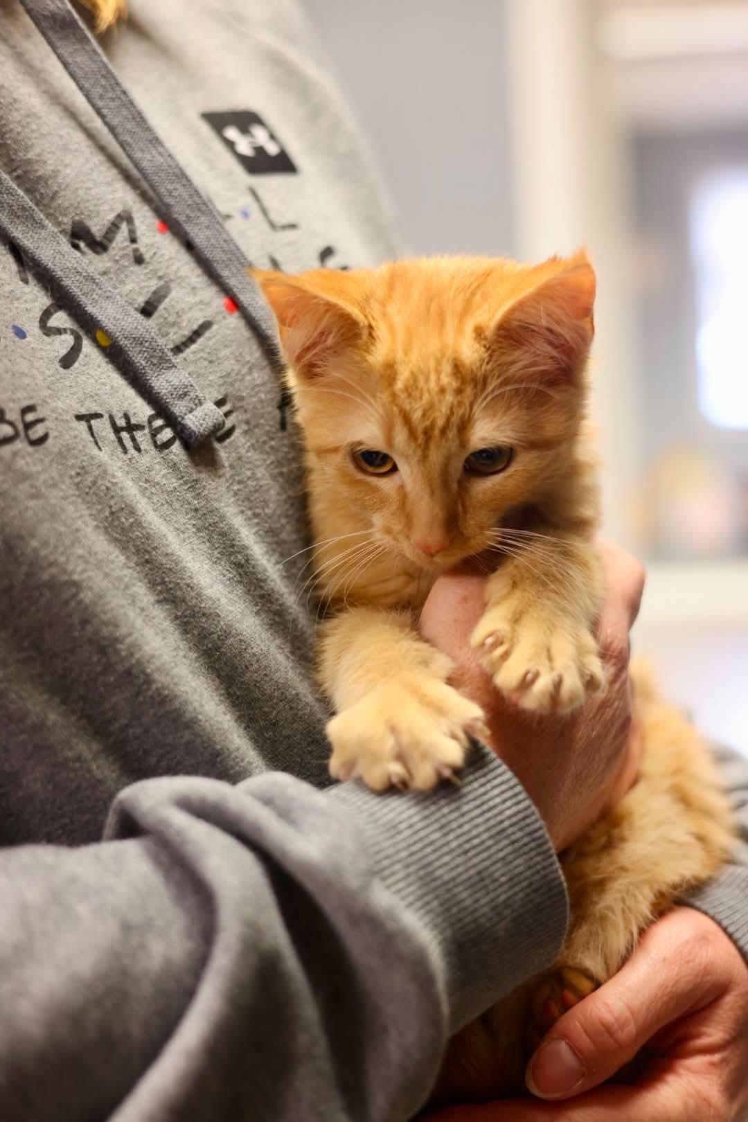 Enlarge Wayne, a Adoptable Domestic Short Hair in Duluth, MN image 2/2