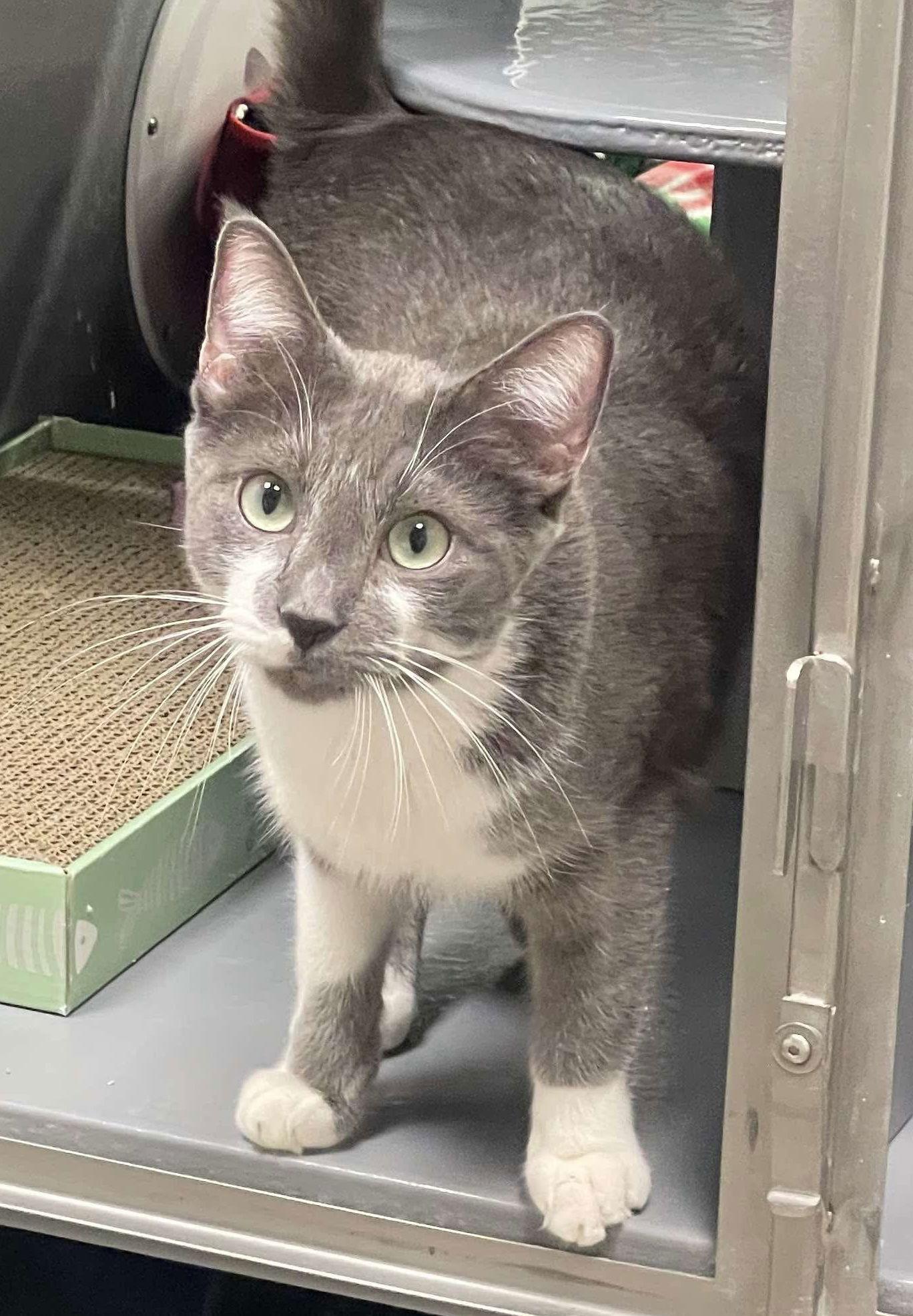 Enlarge Greyson K, a Adoptable Domestic Short Hair in Rosenberg, TX image 1/3