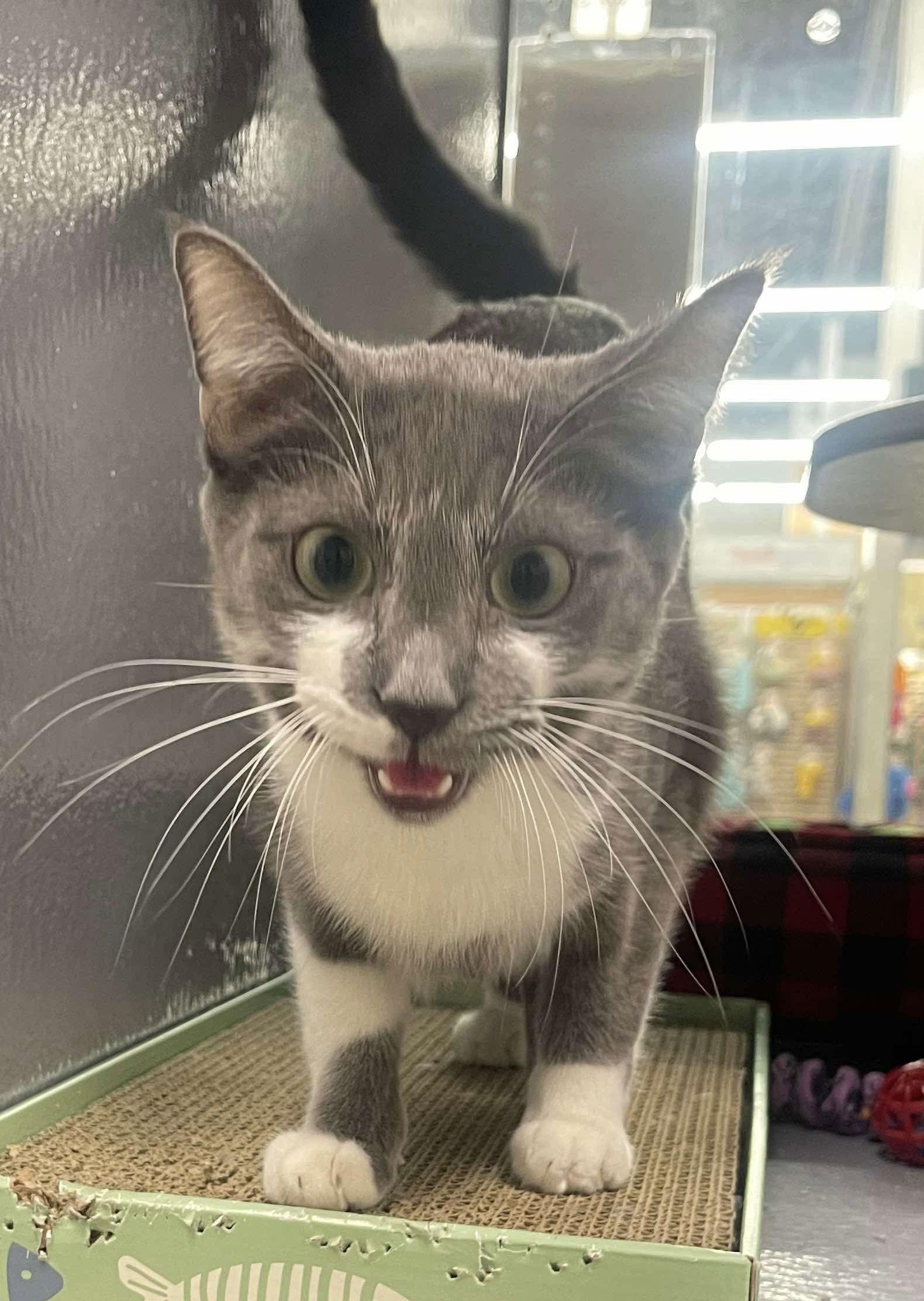 Enlarge Greyson K, a Adoptable Domestic Short Hair in Rosenberg, TX image 2/3