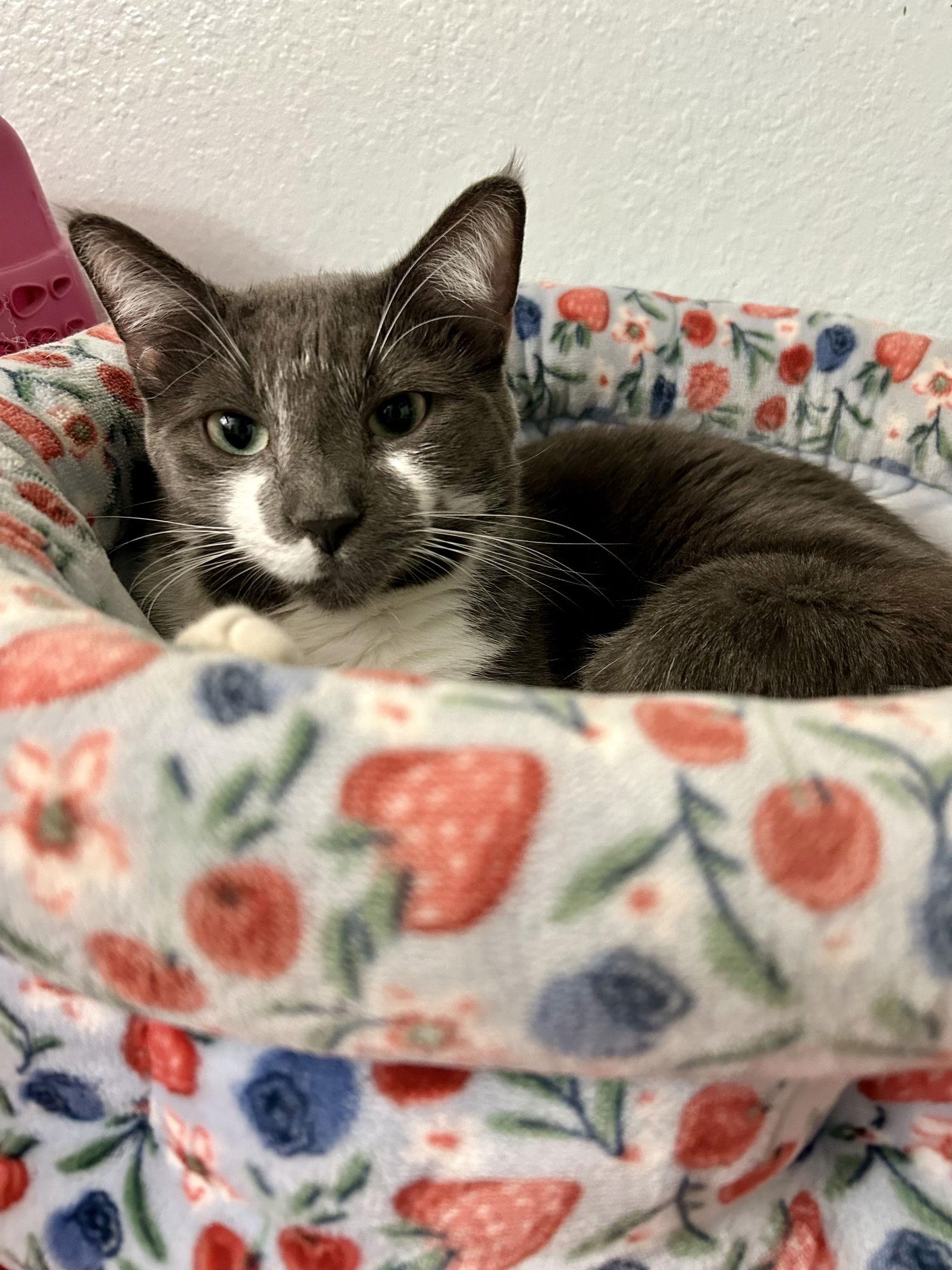 Greyson K, Adoptable, Adult Male Domestic Short Hair.