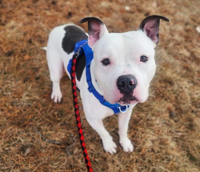 SHAKUR, Adoptable, Young Male Pit Bull Terrier & Mixed Breed.