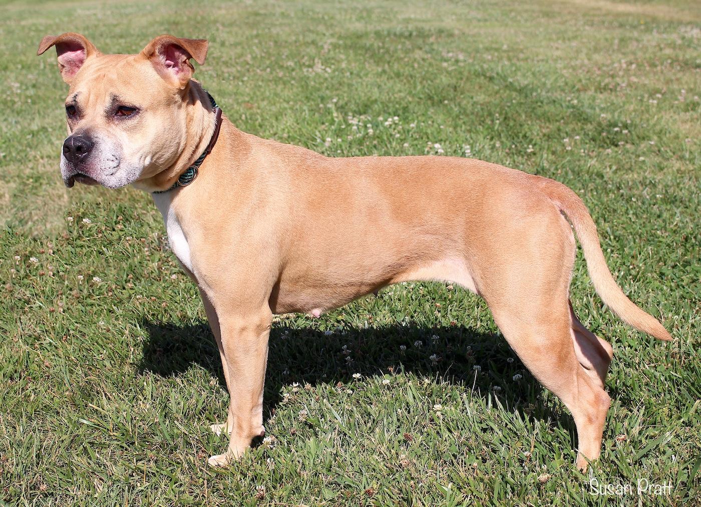 Sabrina, a ADOPTABLE mixed breed in Bedford, VA image 2/3