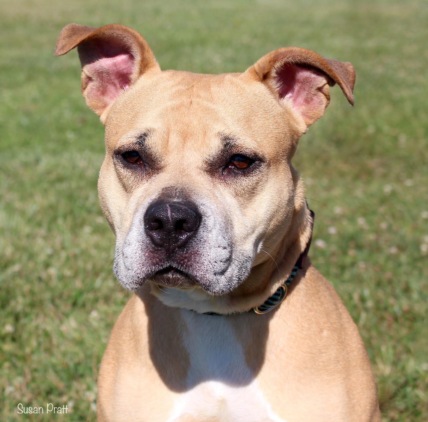 Sabrina, ADOPTABLE, Adult Female Pit Bull Terrier.