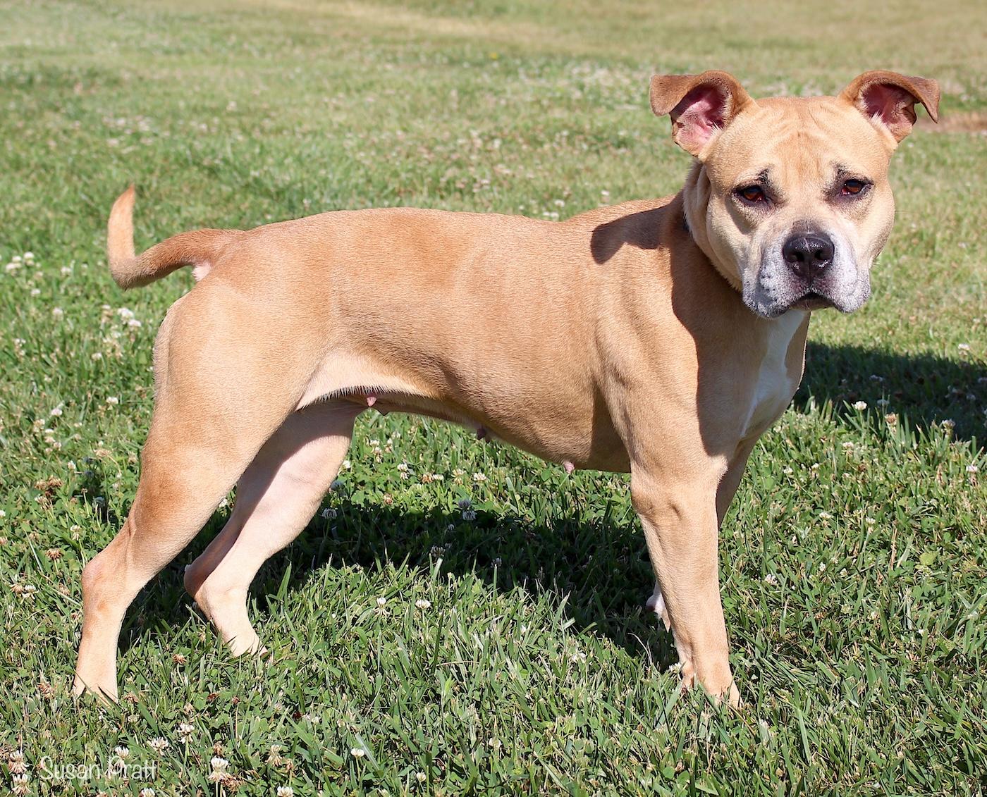 Sabrina, a ADOPTABLE mixed breed in Bedford, VA image 3/3