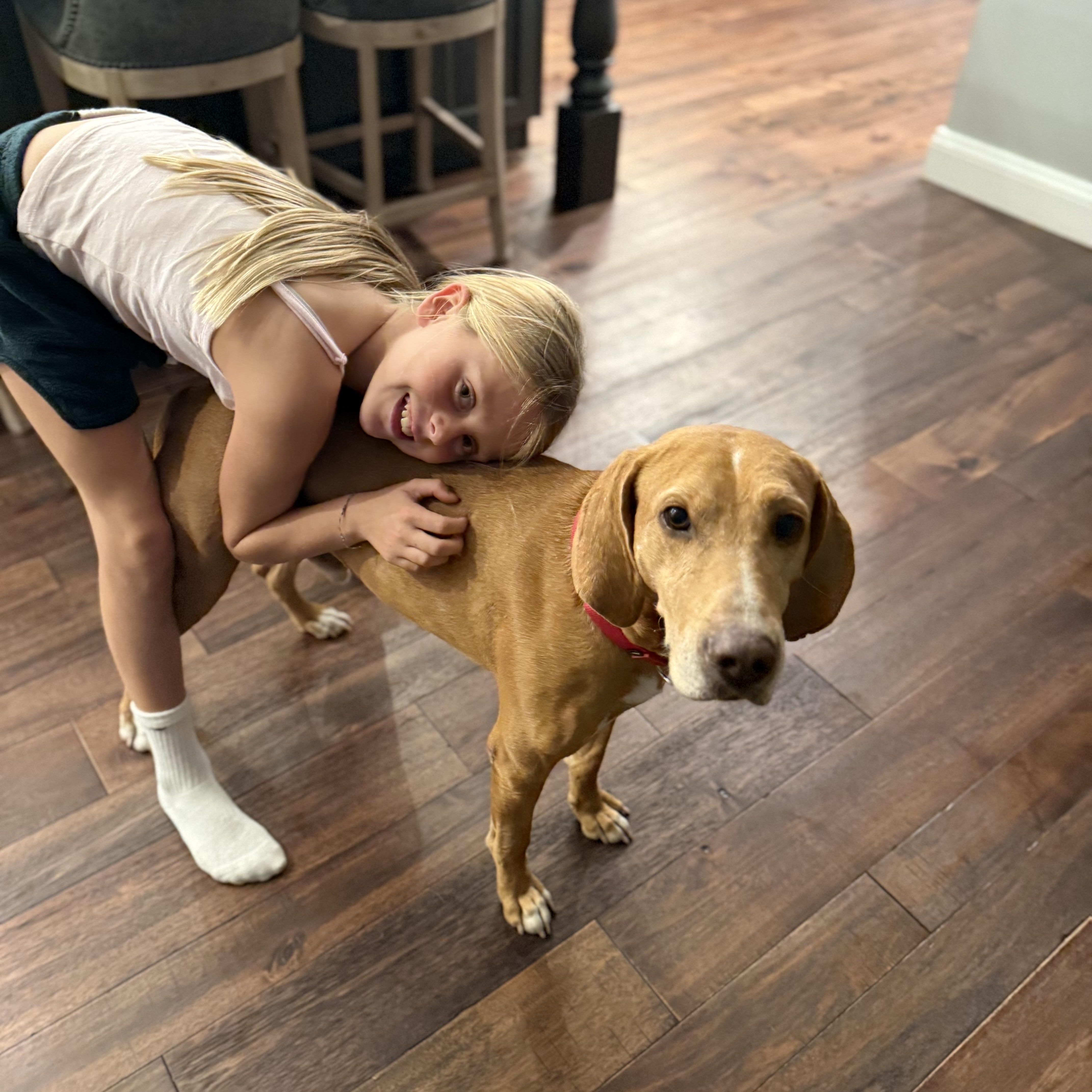 Clifford, a Adoptable Redbone Coonhound in Warwick, NY image 3/6