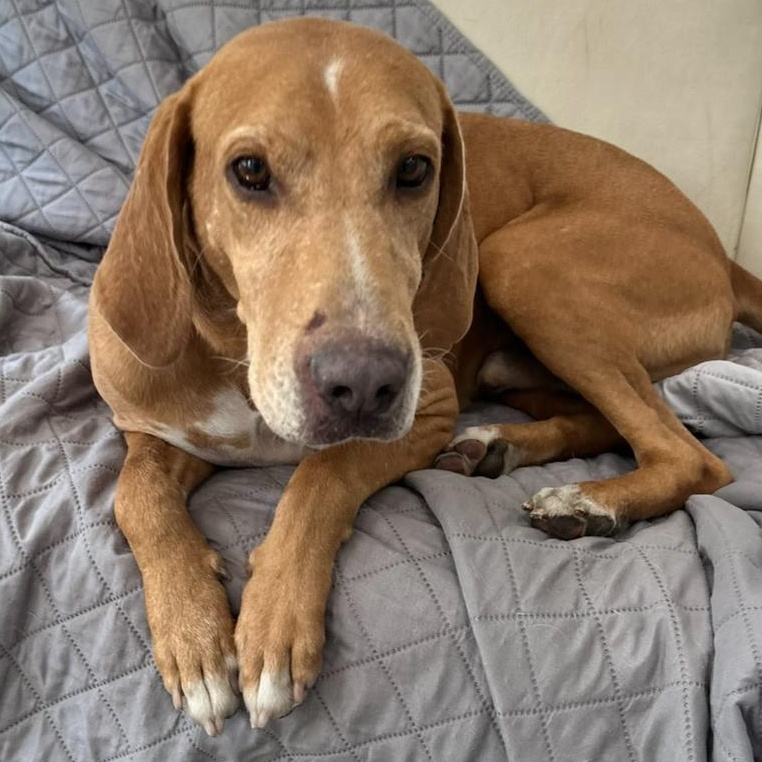 Clifford, a Adoptable Redbone Coonhound in Warwick, NY image 6/6