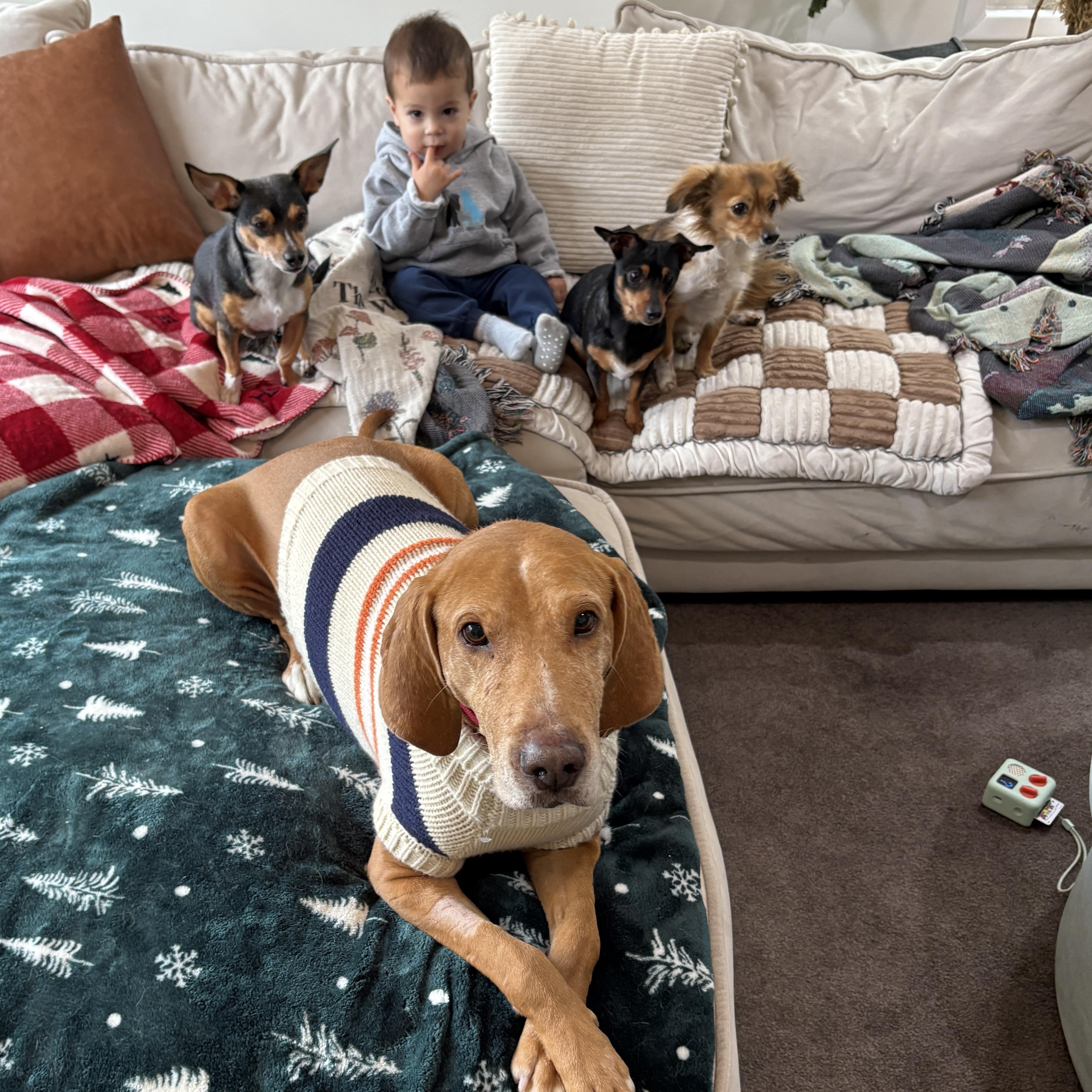 Clifford, a Adoptable Redbone Coonhound in Warwick, NY image 1/6