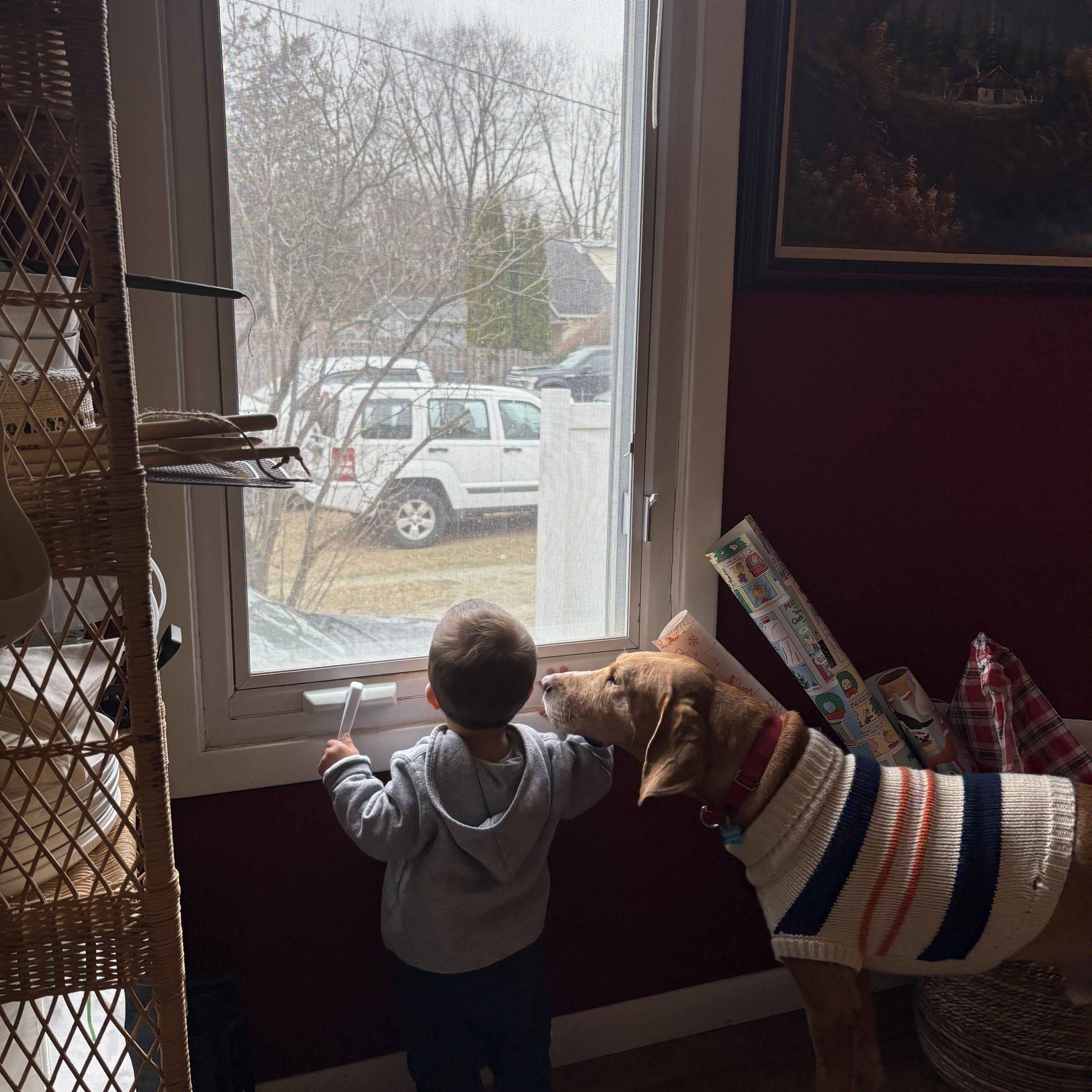 Clifford, a Adoptable Redbone Coonhound in Warwick, NY image 2/6