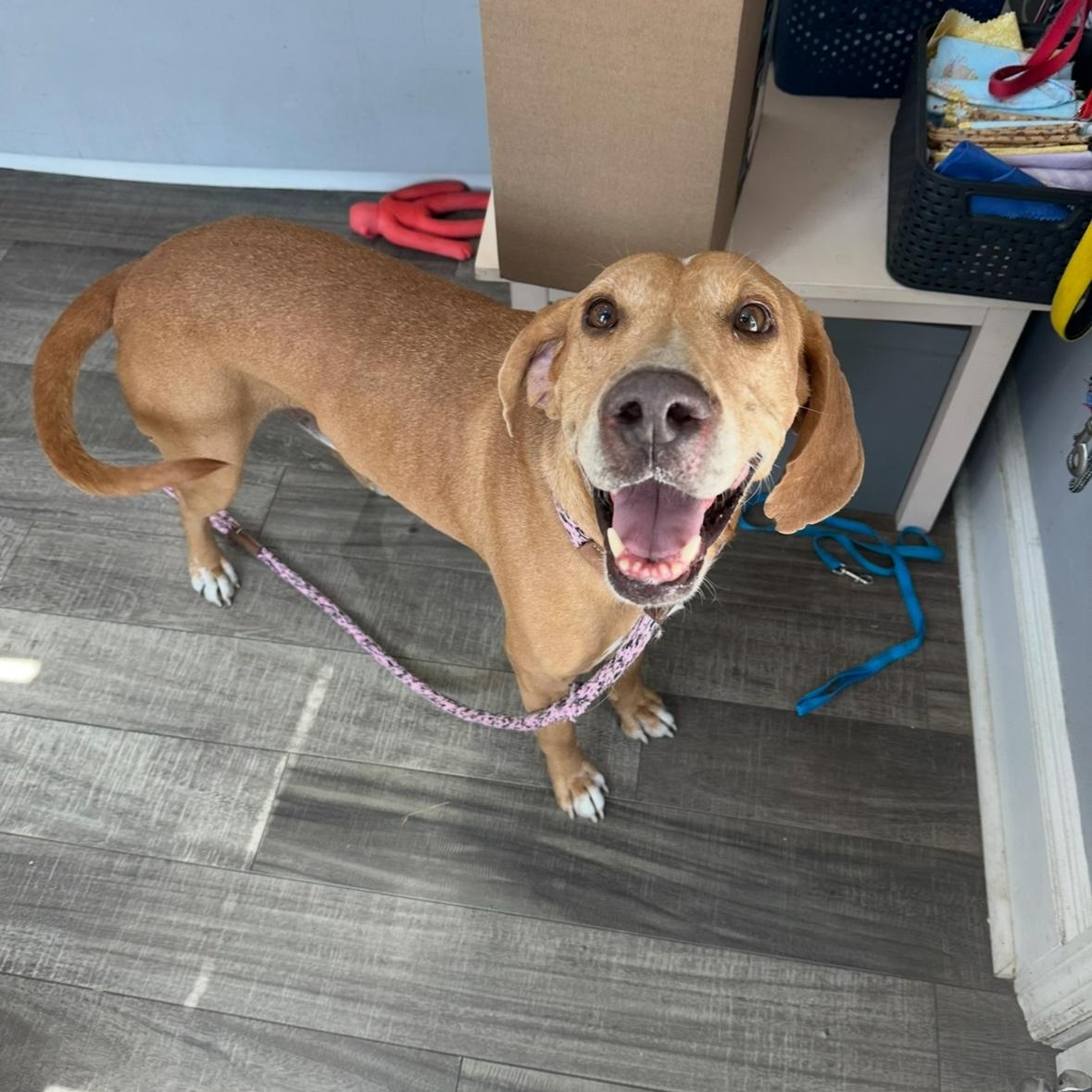 Clifford thumbnail 6