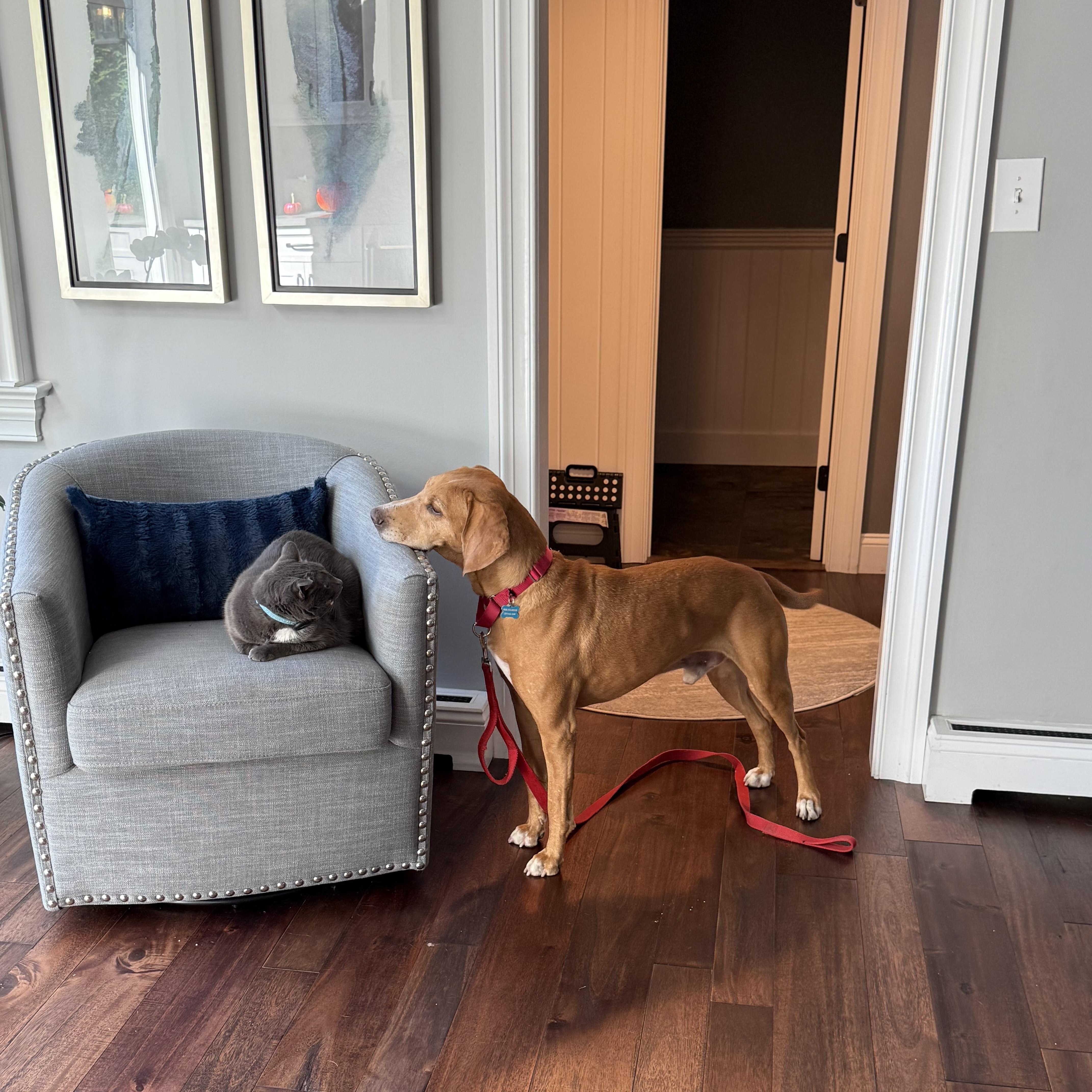 Clifford thumbnail 4