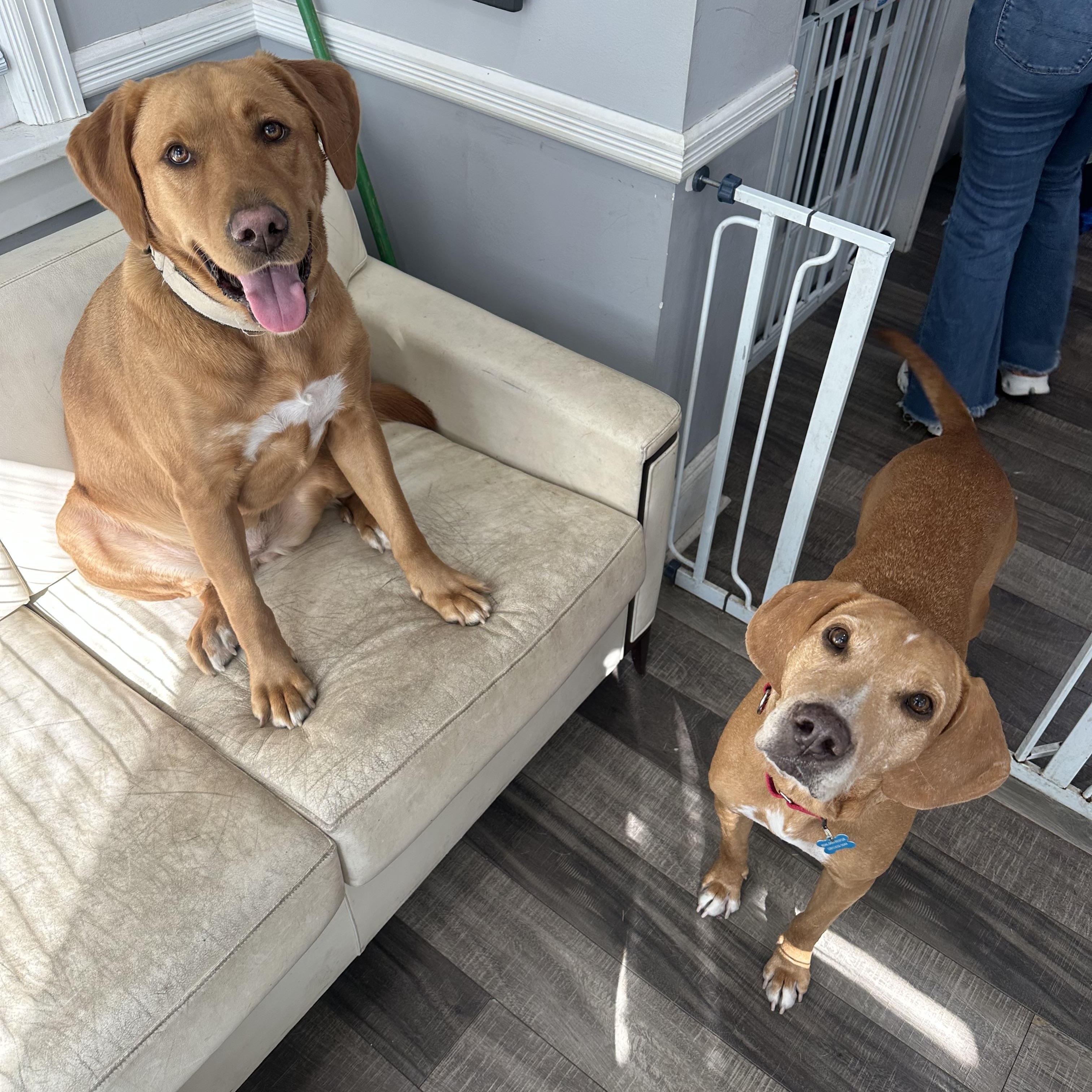 Clifford, a Adoptable Redbone Coonhound in Warwick, NY image 5/6