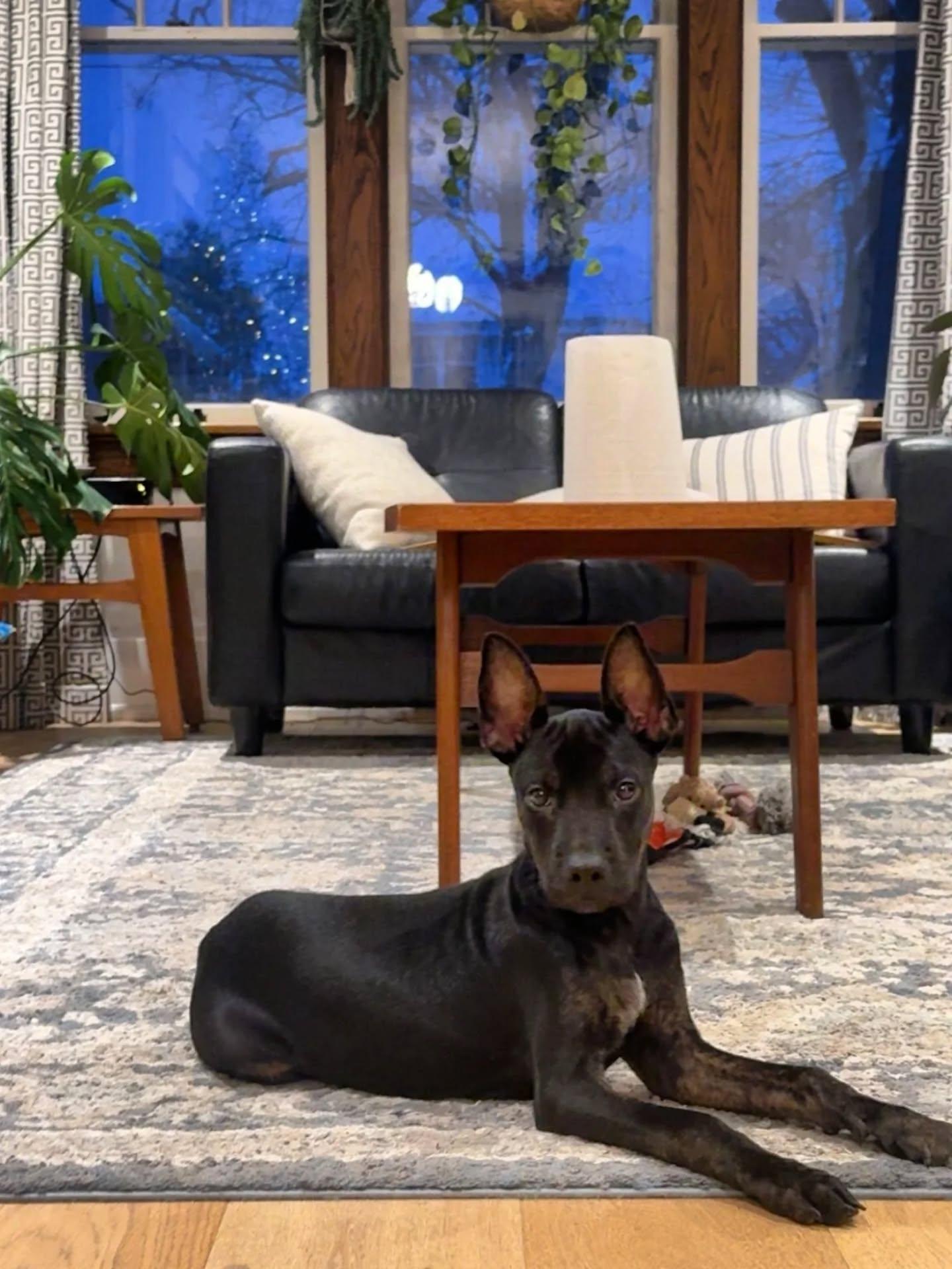 Enlarge Freddy, a ADOPTABLE Mixed Breed in Kitchener, ON image 2/6