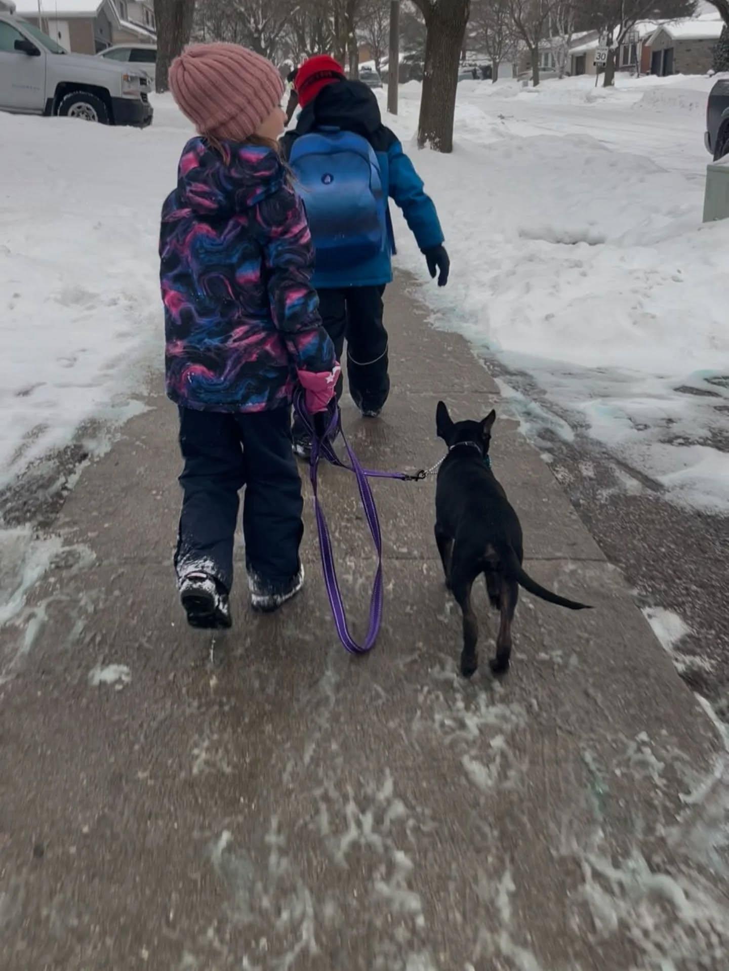 Enlarge Freddy, a ADOPTABLE Mixed Breed in Kitchener, ON image 3/6