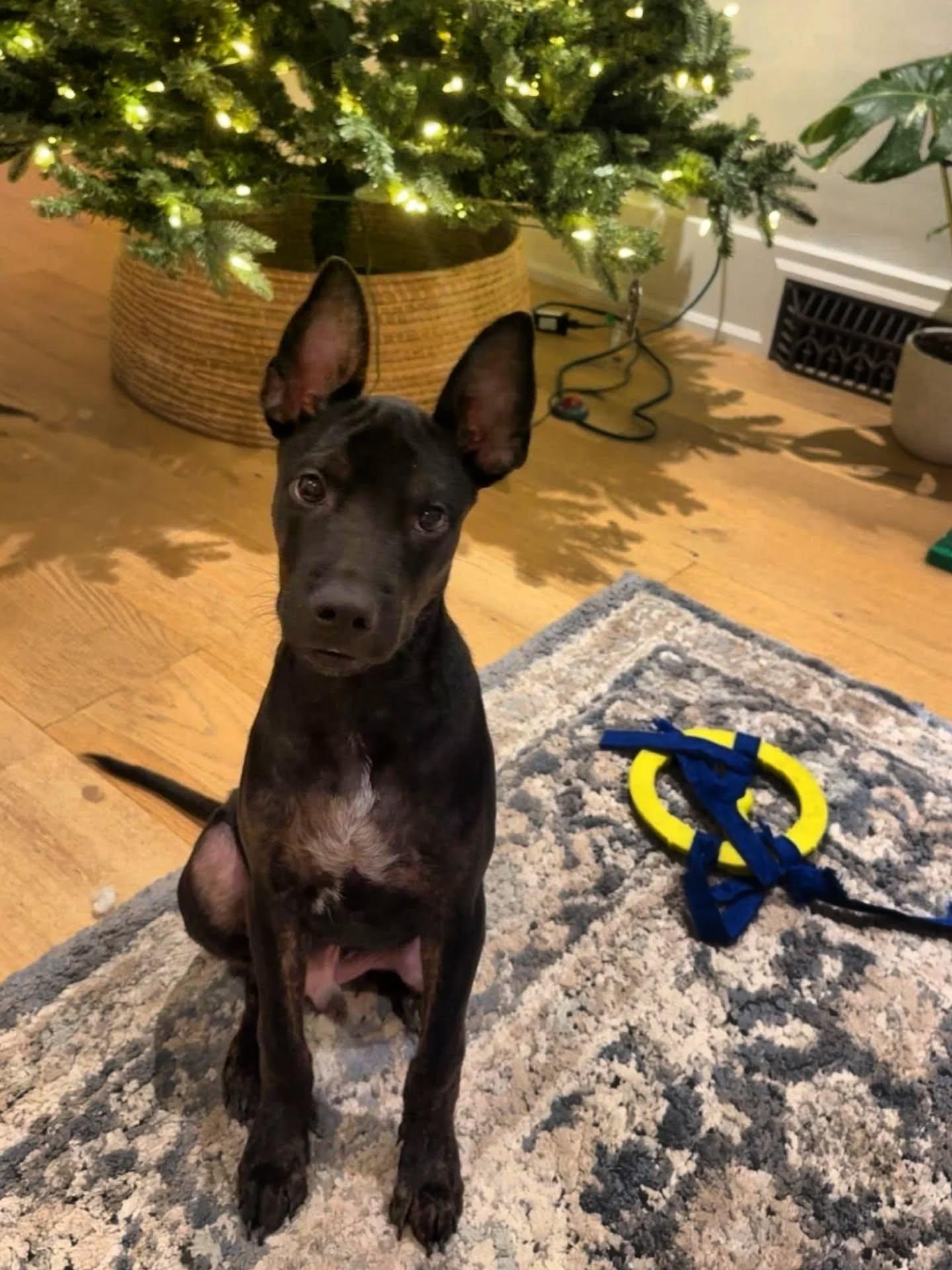 Freddy, ADOPTABLE, Young Male Mixed Breed.