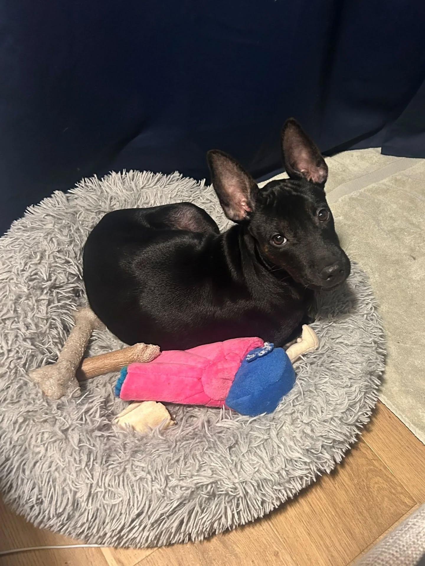 Enlarge Freddy, a ADOPTABLE Mixed Breed in Kitchener, ON image 6/6