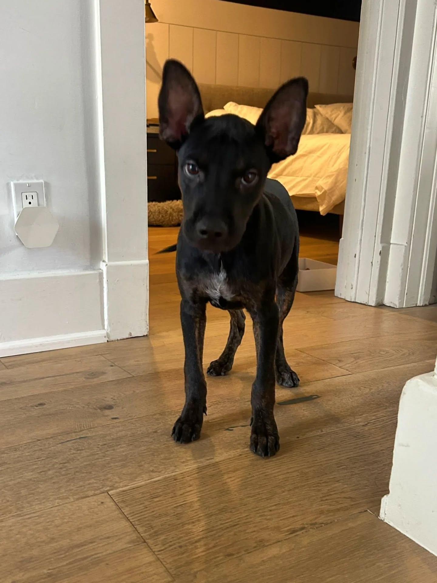 Enlarge Freddy, a ADOPTABLE Mixed Breed in Kitchener, ON image 4/6