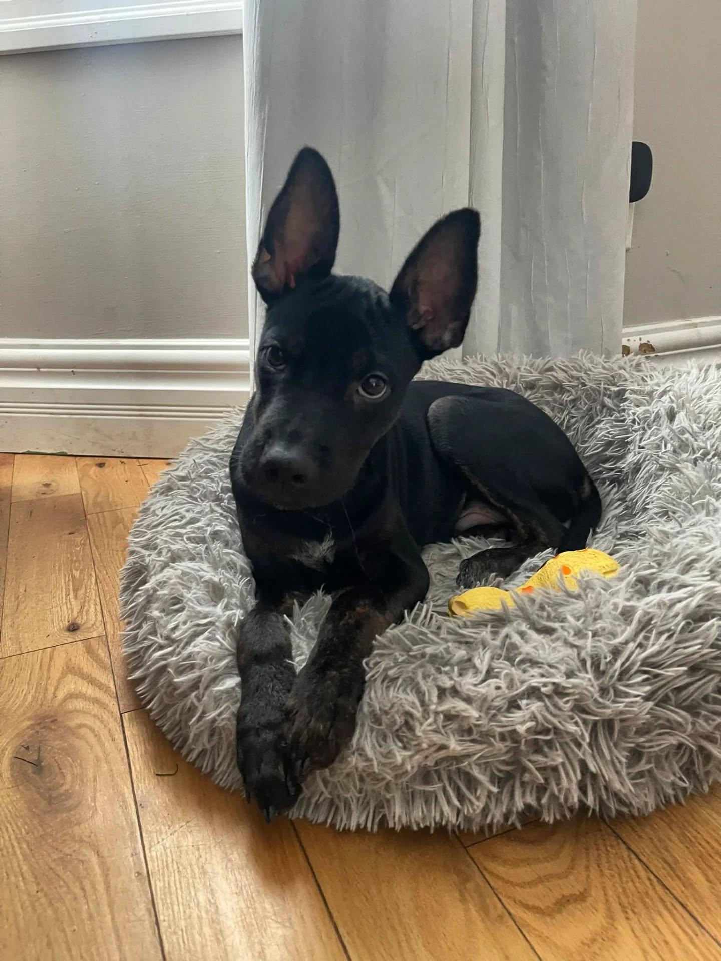 Enlarge Freddy, a ADOPTABLE Mixed Breed in Kitchener, ON image 5/6