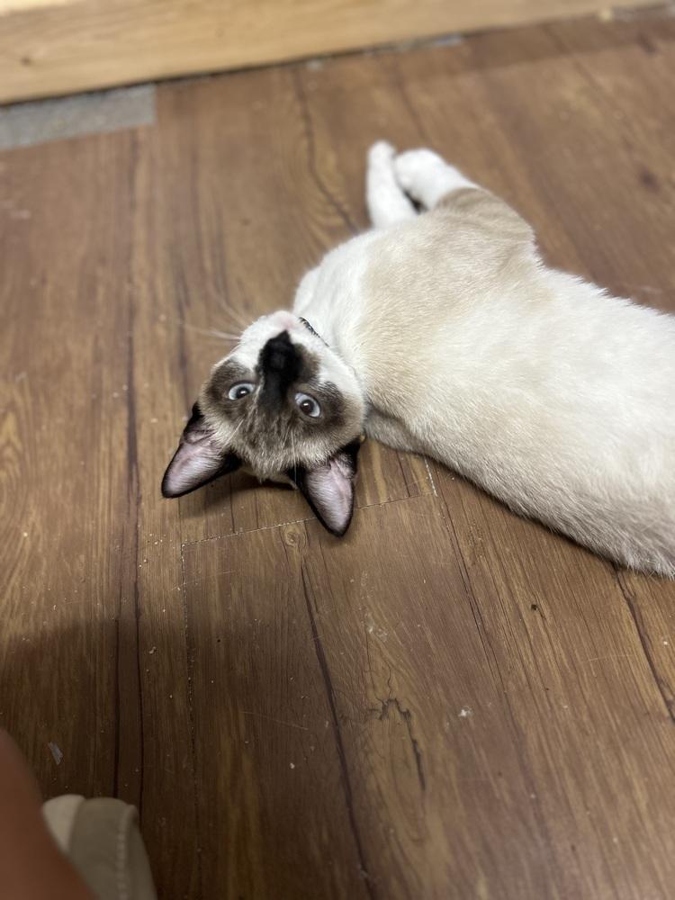 Princess, Adoptable, Young Female Domestic Short Hair.