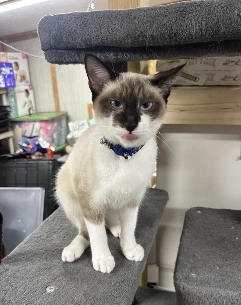 Enlarge Princess, a Adoptable Domestic Short Hair in Emerald Isle, NC image 2/5