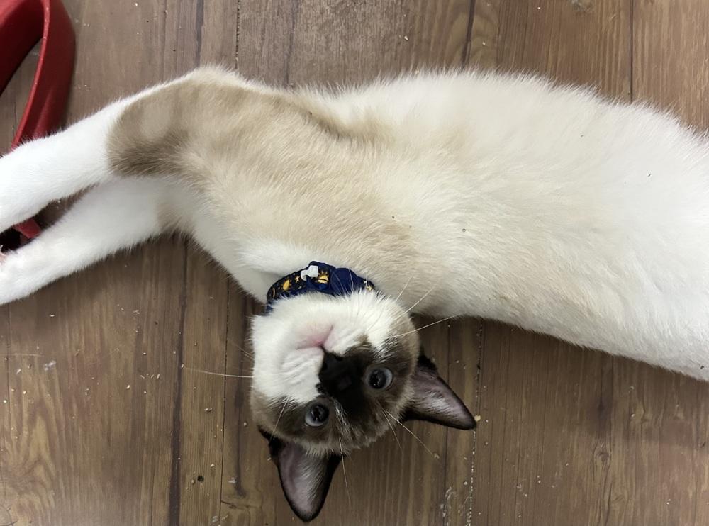 Enlarge Princess, a Adoptable Domestic Short Hair in Emerald Isle, NC image 3/5