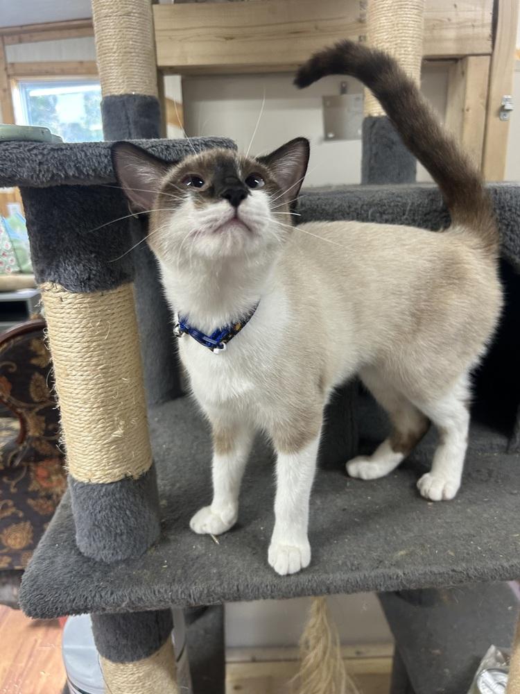 Enlarge Princess, a Adoptable Domestic Short Hair in Emerald Isle, NC image 4/5