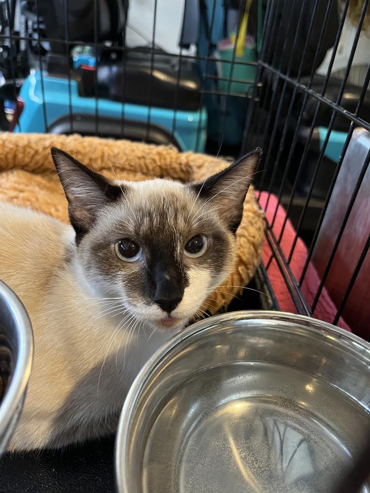 Enlarge Princess, a Adoptable Domestic Short Hair in Emerald Isle, NC image 5/5